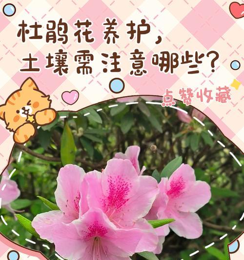 杜娟花对土壤有何特殊要求？