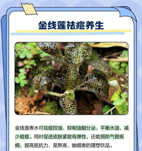 金线莲用什么肥可以促进其生长和开花？