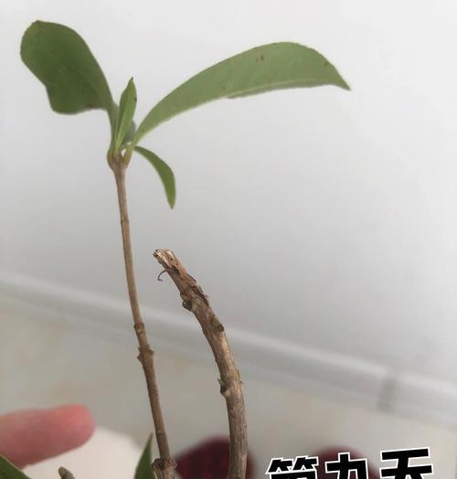 桂花树繁殖方法有哪些？桂花树如何正确繁殖？