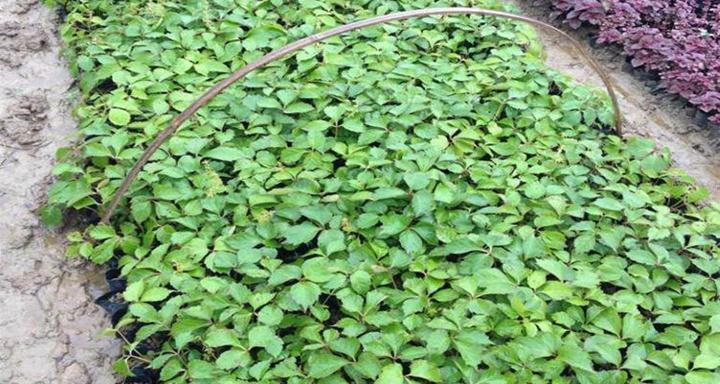 室内种植爬山虎的步骤和注意事项？