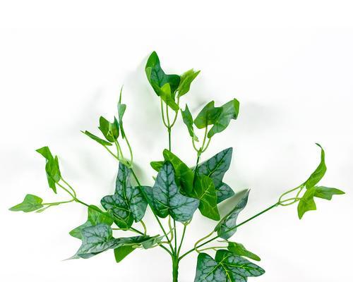 室内种植爬山虎的步骤和注意事项？