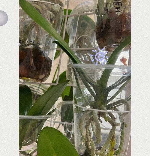 水培蝴蝶兰的正确步骤是什么？