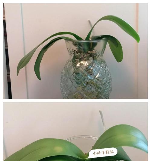 水培蝴蝶兰的正确步骤是什么？