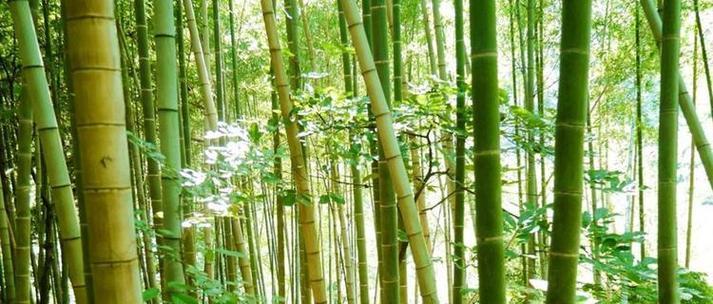 竹子为何不被归类为树？竹子与树木的主要区别是什么？