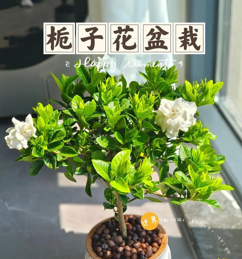 栀子花有哪些颜色？它的花色有何意义？