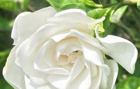 栀子花有哪些颜色？它的花色有何意义？
