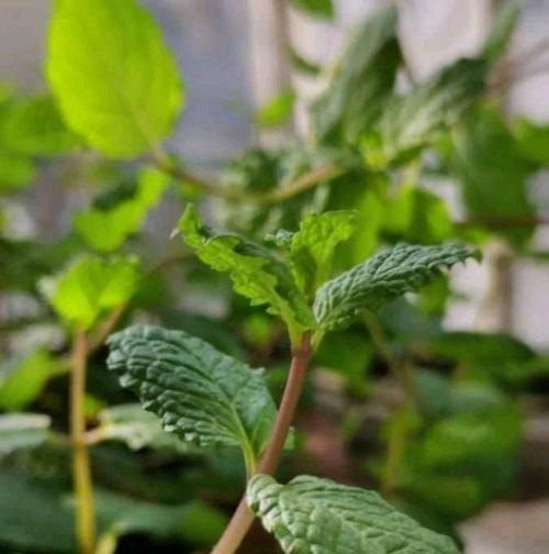 薄荷叶的养殖方法是什么？薄荷叶如何养得更加茂盛？
