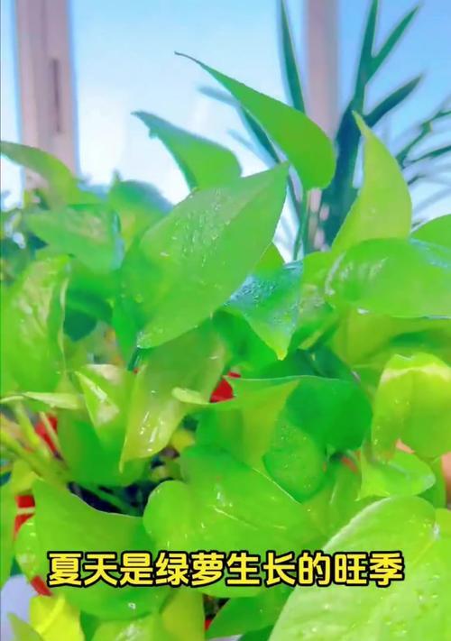 绿萝繁殖的简单方法有哪些？怎样保证繁殖的成功率？