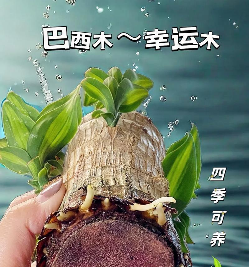 巴西木浇水频率和技巧？