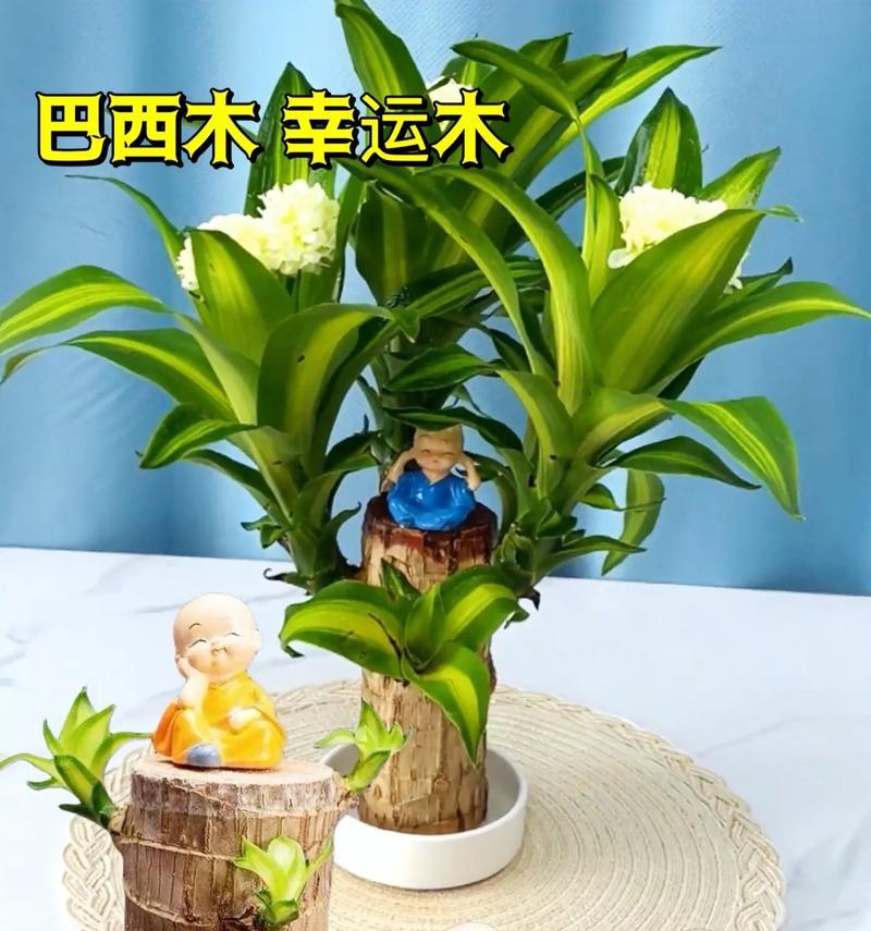 巴西木浇水频率和技巧？