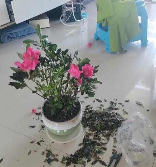 杜鹃花换盆的正确步骤是什么？