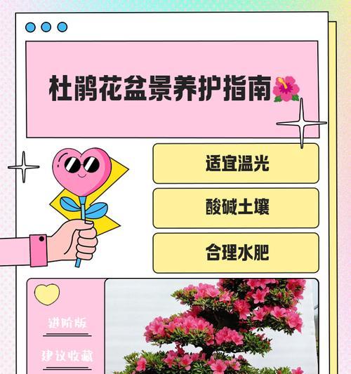 杜鹃花换盆的正确步骤是什么？