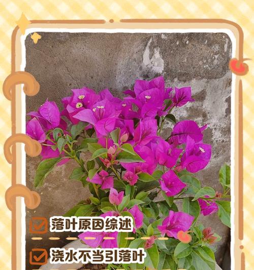 三角梅落叶子怎么回事？如何进行有效的处理？
