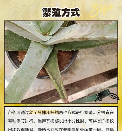 芦荟侧芽分株的最佳时机是什么时候？如何操作？