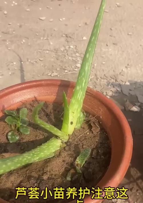 芦荟侧芽分株的最佳时机是什么时候？如何操作？