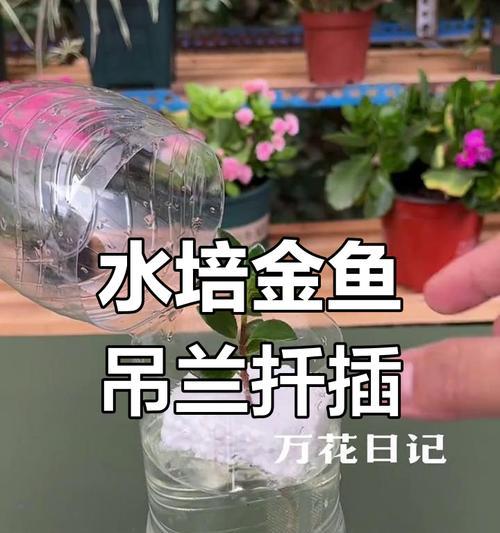 吊兰水培生根的正确方法是什么？