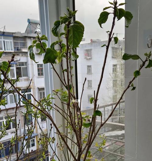 扶桑花掉落的原因是什么？如何防止？