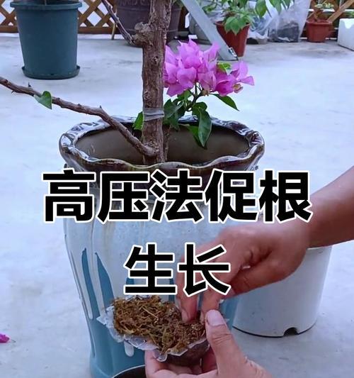 三角梅繁殖方法有哪些？如何正确进行？