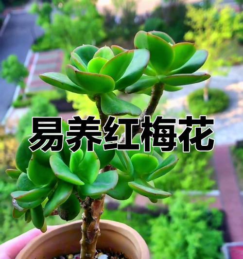 红梅盆景修剪技巧有哪些？修剪后如何护理？