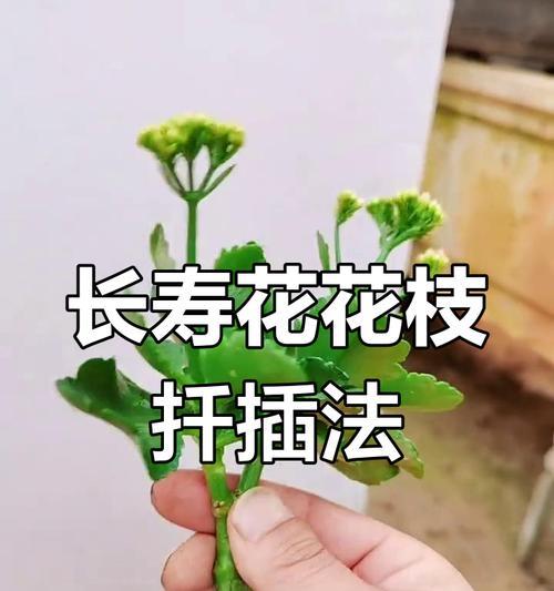 长寿花插扦繁殖的步骤和技巧是什么？