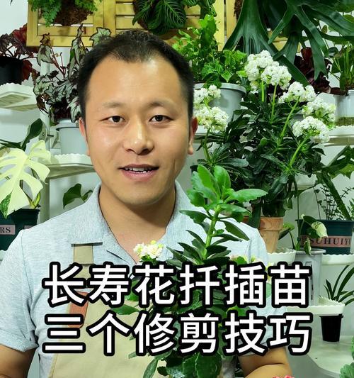 长寿花插扦繁殖的步骤和技巧是什么？