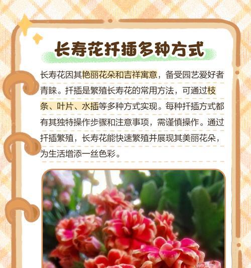 长寿花插扦繁殖的步骤和技巧是什么？