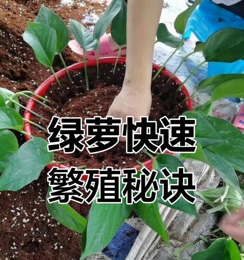 绿萝快速生长秘诀？