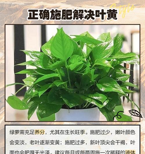 绿萝快速生长秘诀？