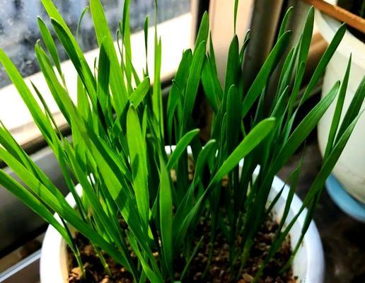 龙眼种子盆栽种植的步骤是什么？如何提高发芽率？