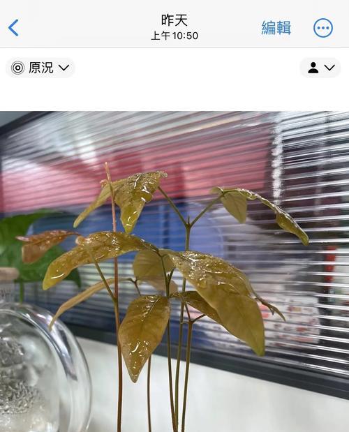 龙眼种子盆栽种植的步骤是什么？如何提高发芽率？