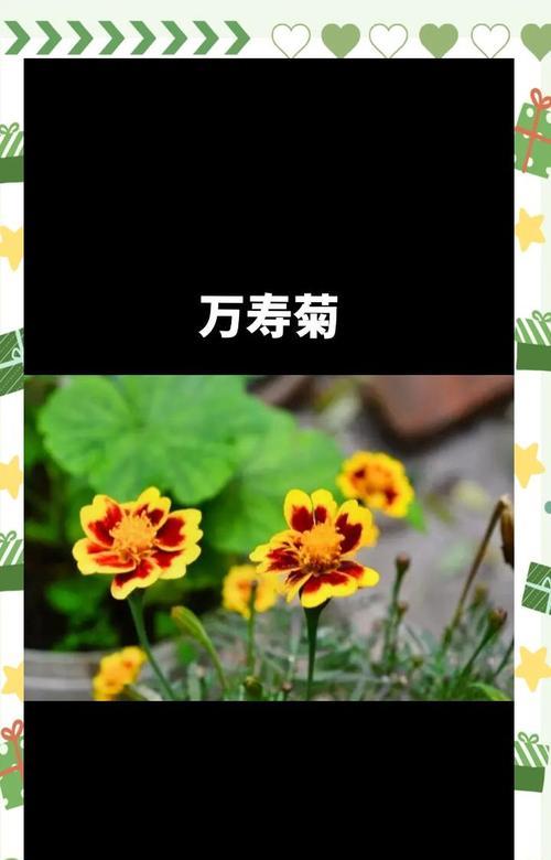 万寿菊的花语代表什么含义？