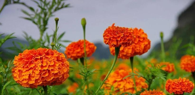 万寿菊的花语代表什么含义？