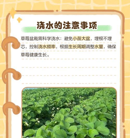 盆栽浇水的正确方法是什么？
