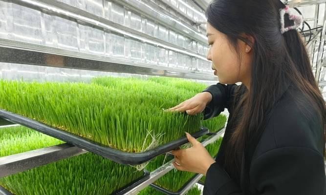 养草的正确方法是什么？养草需要注意哪些问题？