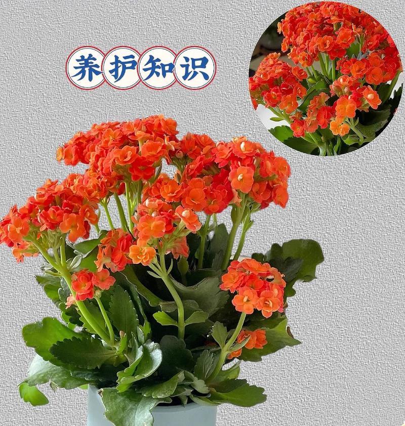 长寿花冬季养护技巧有哪些？