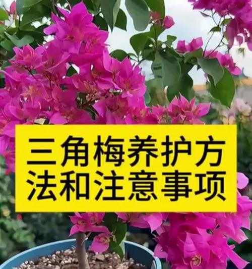 地栽三角梅修剪技巧有哪些？