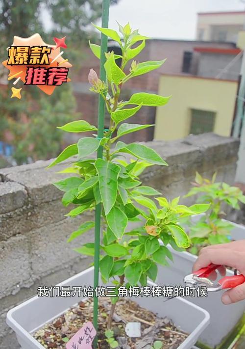 地栽三角梅修剪技巧有哪些？