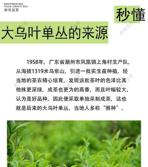 叶子品种众多，如何挑选适合的叶子品种？