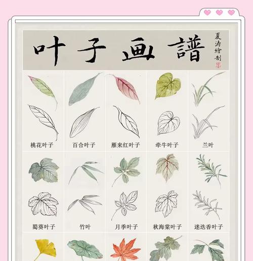 叶子品种众多，如何挑选适合的叶子品种？
