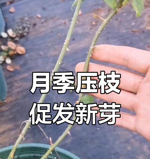 月季花压条繁殖的步骤是什么？