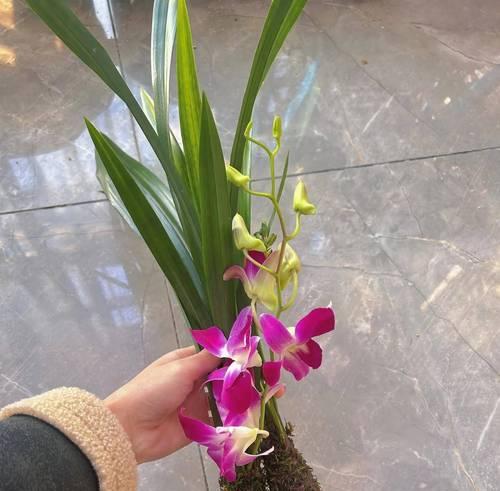 兰花品种如何分类？兰花品种的识别技巧是什么？