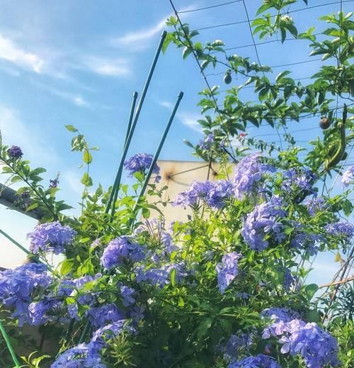 秋天有哪些花会盛开？秋天开花植物的养护要点是什么？