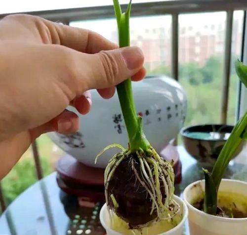 盆栽芋头的种植技巧有哪些？