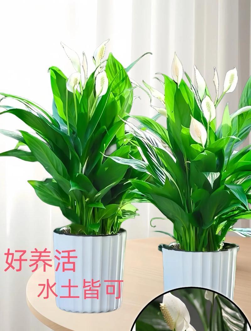 办公室环境适宜种植哪些植物？