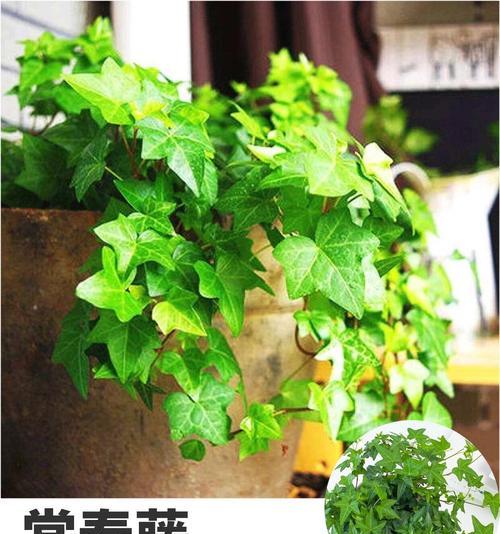 办公室环境适宜种植哪些植物？