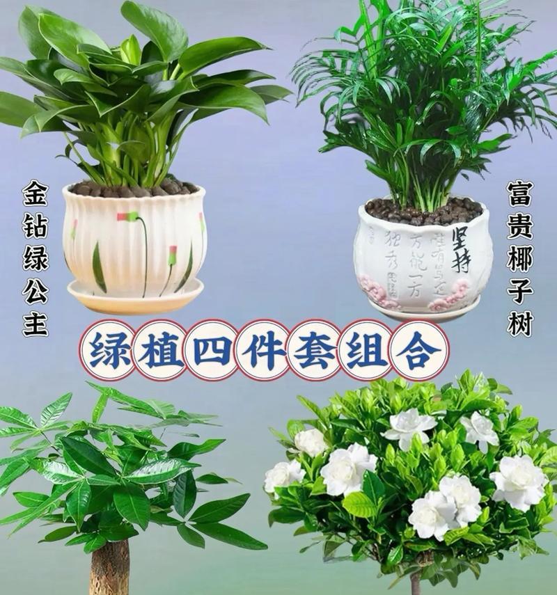 微型椰子树的养殖技巧有哪些？