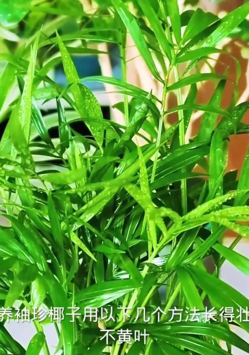 微型椰子树的养殖技巧有哪些？