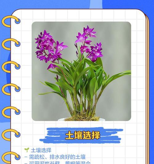 兰树的养殖技巧是什么？