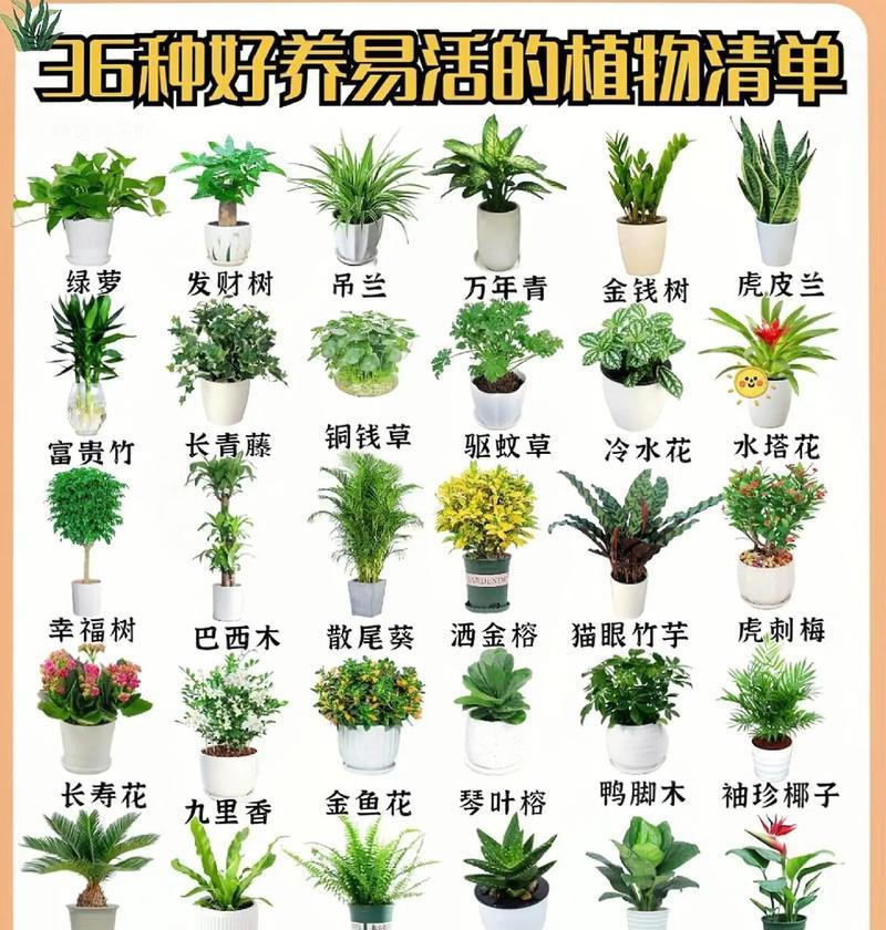 兰树的养殖技巧是什么？