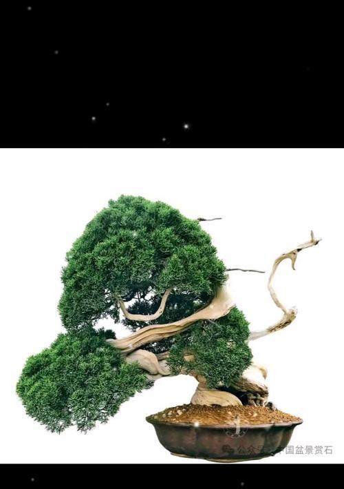 山里寻找盆景树桩的技巧是什么？